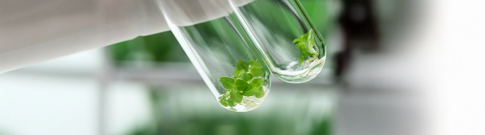 Biotecnología aplicada: nueva oportunidad formativa en la Universidad Andrés Bello