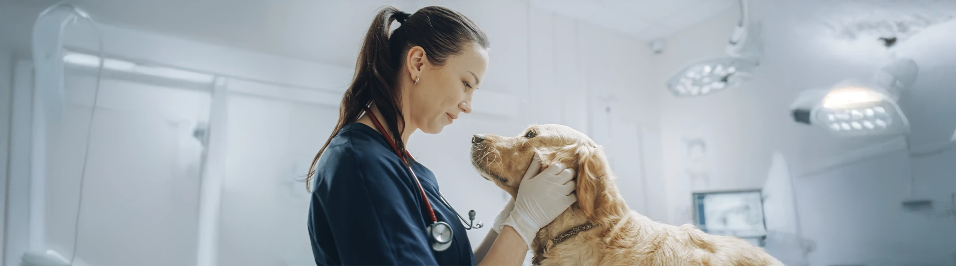 UNAB lanza Diplomado en Terapia Ventilatoria Veterinaria para fortalecer cuidados críticos